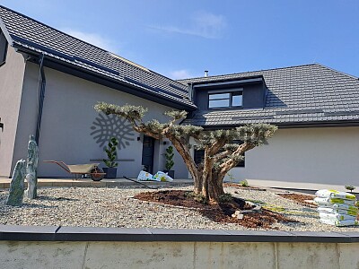 Velký Olivovník Bonsai Plato - Zlínský kraj