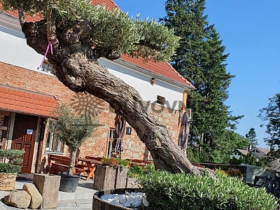 Olivovník v restauraci Tilak Střílky