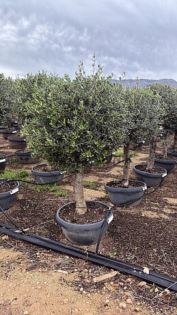 Olivovník Evropský - Bonsai Deco pot