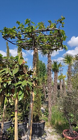 Platan / Morus platanifolia