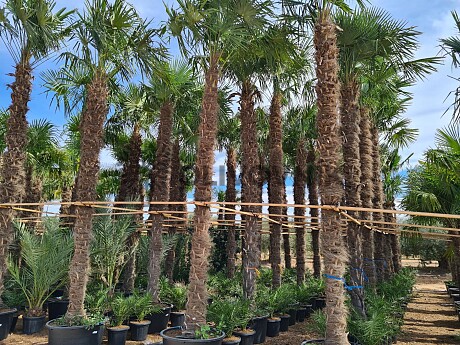 2026 Rezervace / Trachycarpus Fortunei - výška kmene 580cm + koruna, mrazuodolná do -17C