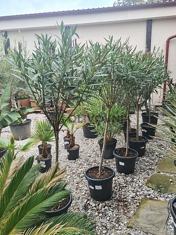 Oleander na kmínku 120/140cm, 15Lt