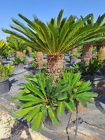 Cykas Revoluta - Cycas Revoluta