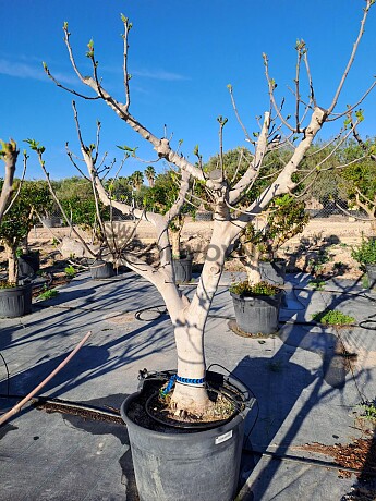 FICUS CARICA - Fíkovník 150lt