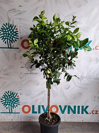 2026 Rezervace / Citrusy mix 15Lt / výška 140/160cm