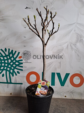 FICUS CARICA - Fík 10lt, 12lt - BROWN TURKEY