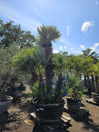 Chamaerops Humilis - Grupo