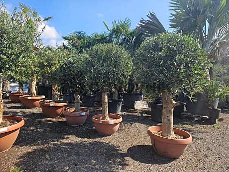 2026 Rezervace / Olivovník Evropský - Bonsai Tarrina