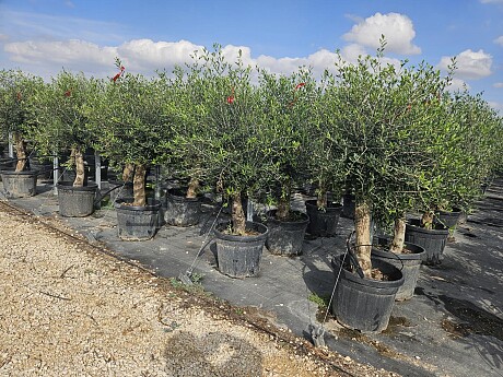 2026 Rezervace / Olivovník Evropský - Intensivo