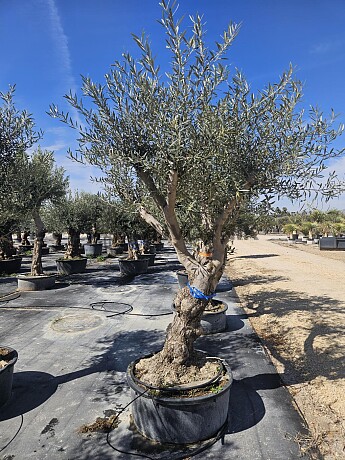2026 Rezervace / Olivovník Evropský - Hojiblanca Low Pot / 200cm+