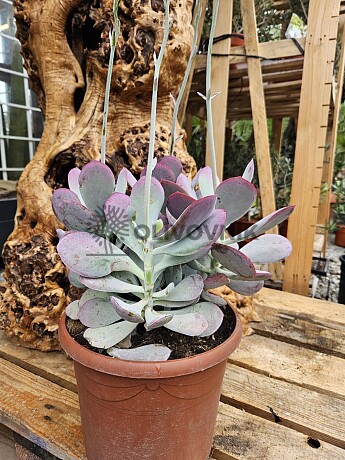 Cotyledon Orbiculata 15Lt - C25