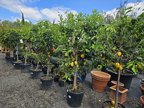 CITRUS LIMON - velký strom cca 200cm