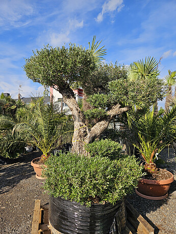 Olivovník Evropský - Bonsai Pon Pon Grande