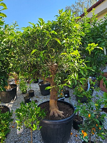 Mandarinka - Citrus Reticulata 130LT / obvod kmene 40/45CM