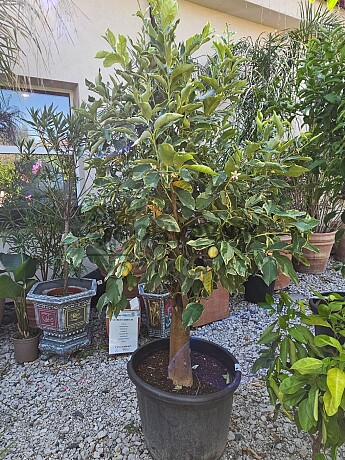 Citrus Limon Tigre 70LT, obvod kmene 30/35 cm