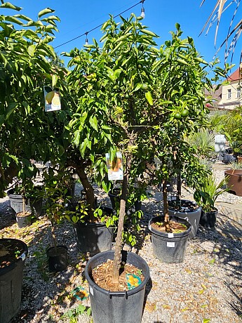 Mandarinka - citrus RETICULATA 45/70LT, obvod kmene 8/12 cm