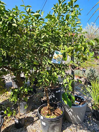 Citrus LIMON - 55/70LT, obvod kmene 14/16 cm