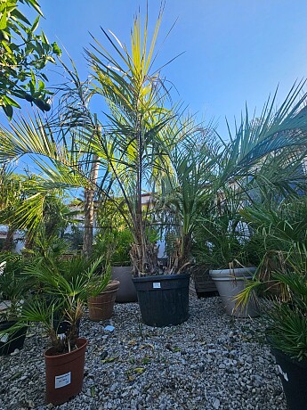 Butia Capitata DOBLE 40/60 100L