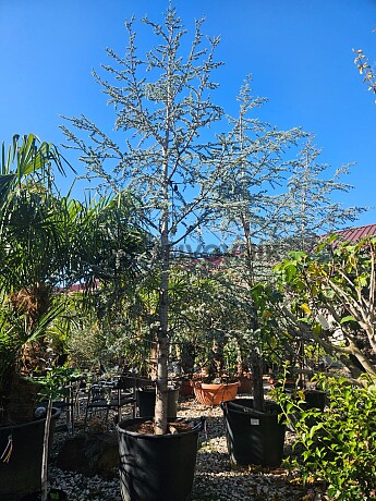 Cedrus LIBANI - altlantica Glauca 400/425 130L