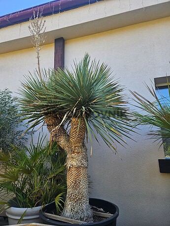 Yucca Rostrata multi - extra