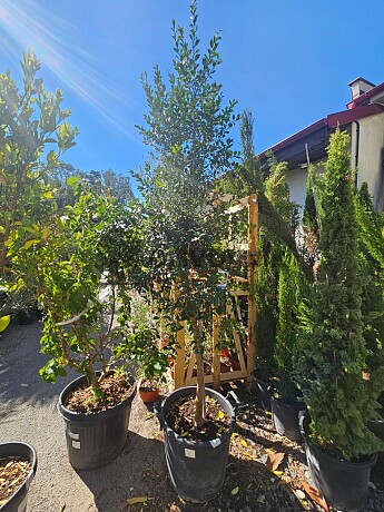 Microcitrus australasica - kaviárová limetka 30/35lt