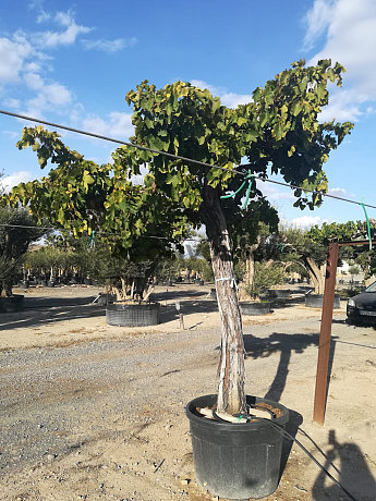 Víno - Vitis Vinifera ALTA Grande XL - 200/230cm