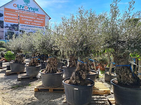 2026 Rezervace / Olivovník Evropský - BONSAI - TOP CENA