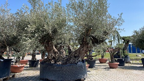 Olivovník BONSAI DOBLE XL