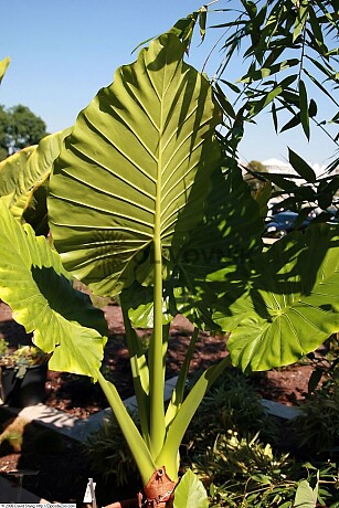 Alocasia / Alokázie 25lt