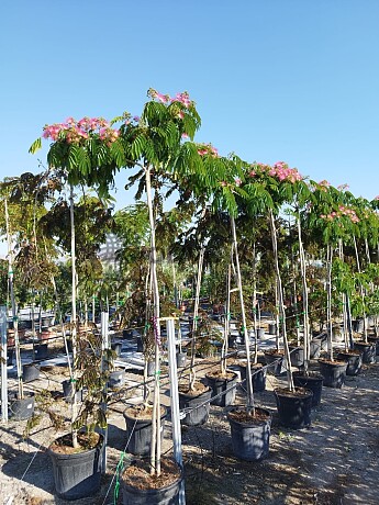 Albizia Julibrissin - Albizie růžová 25/30lt
