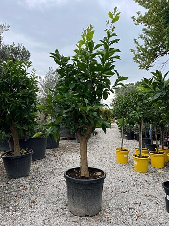 CITRUS LIMON / 50-70LT / obvod kmene 20-30cm / výška 200-220cm