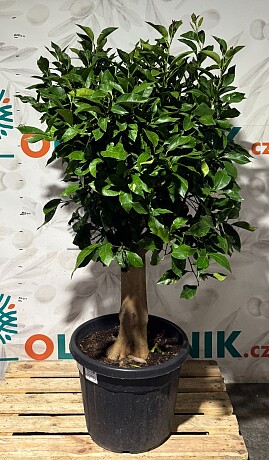 CITRUS LIMON / 70/90LT / obvod kmene 30-40cm / výška. 180-200cm
