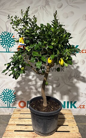 Citron - CITRUS LIMON / 25-30lt / obvod kmene 8/10cm / výška 140-160cm