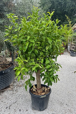 CITRUS LIMON / obvod kmene 20-30cm / výška 190-210cm