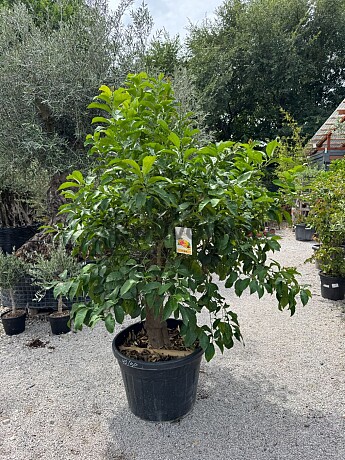 CITRUS LIMON / obvod kmene 40-50cm / výška 220-230cm
