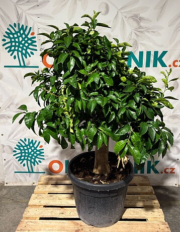 CITRUS PARADISI / 45-55LT / obvod kmene 20-30cm / výška 140-160cm,