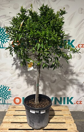 CITRUS RETICULATA / 45-55LT / obvod kmene 10-12cm / výška 180-200cm