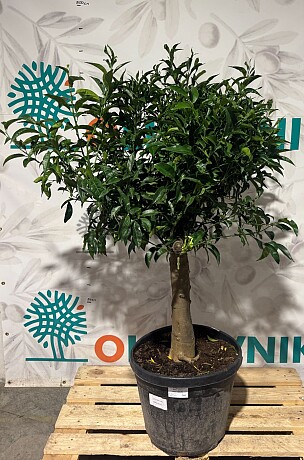 CITRUS RETICULATA / 45-55LT / obvod kmene 25-30cm / výška 150-170cm