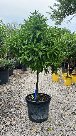Mandarinka - CITRUS RETICULATA / obvod kmene 15-20cm / výška 120-140cm