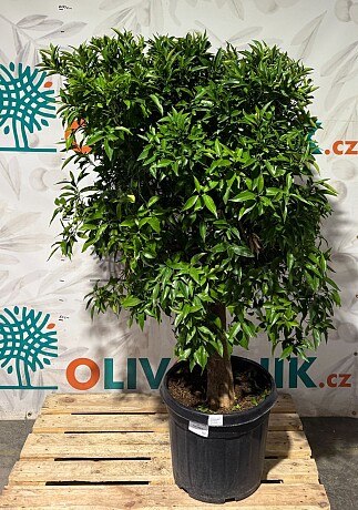 CITRUS RETICULATA / obvod kmene 20-30cm / výška 150-170cm