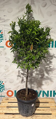 CITRUS RETICULATA / obvod kmene 8-10cm, výška 180-200cm