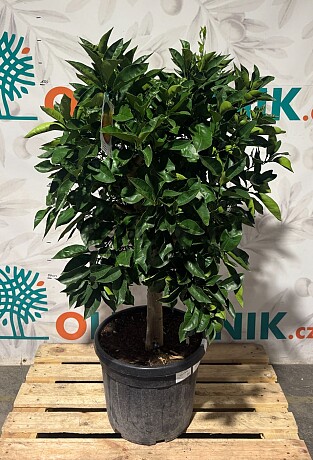 CITRUS SINENSIS / 45LT / obvod kmene 15-20cm / výška 150-160cm