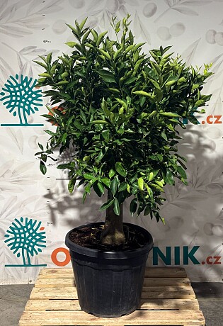 CITRUS SINENSIS / 90LT / obvod kmene 30-40cm / výška 190-210cm