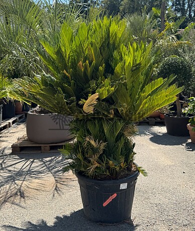 CYCAS REVOLUTA / 80cm / výška 180cm
