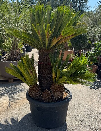 CYCAS REVOLUTA / Multikmen / 110cm / výška 200cm
