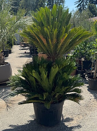 CYCAS REVOLUTA / Multikmen / 80cm / výška 190cm