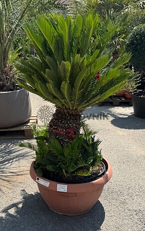 2026 Rezervace / CYCAS REVOLUTA / T75 / výška 150cm