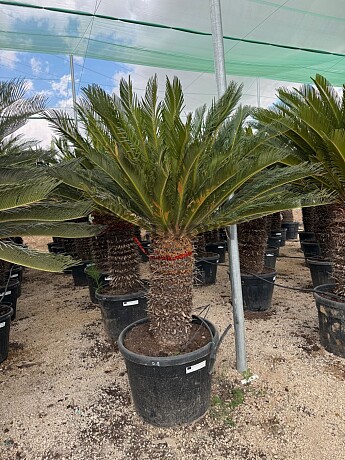 CYCAS REVOLUTA  / 30cm kmen