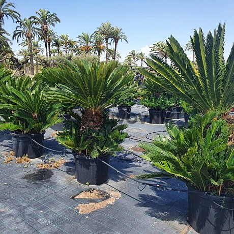 2026 Rezervace / CYCAS REVOLUTA / Multikmen / 85cm / výška 190cm