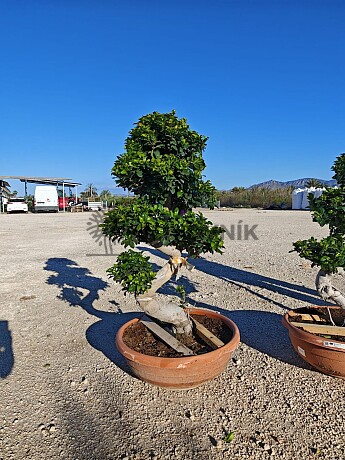 FICUS MICROCARPA - vhodné do interiéru (110-130cm)